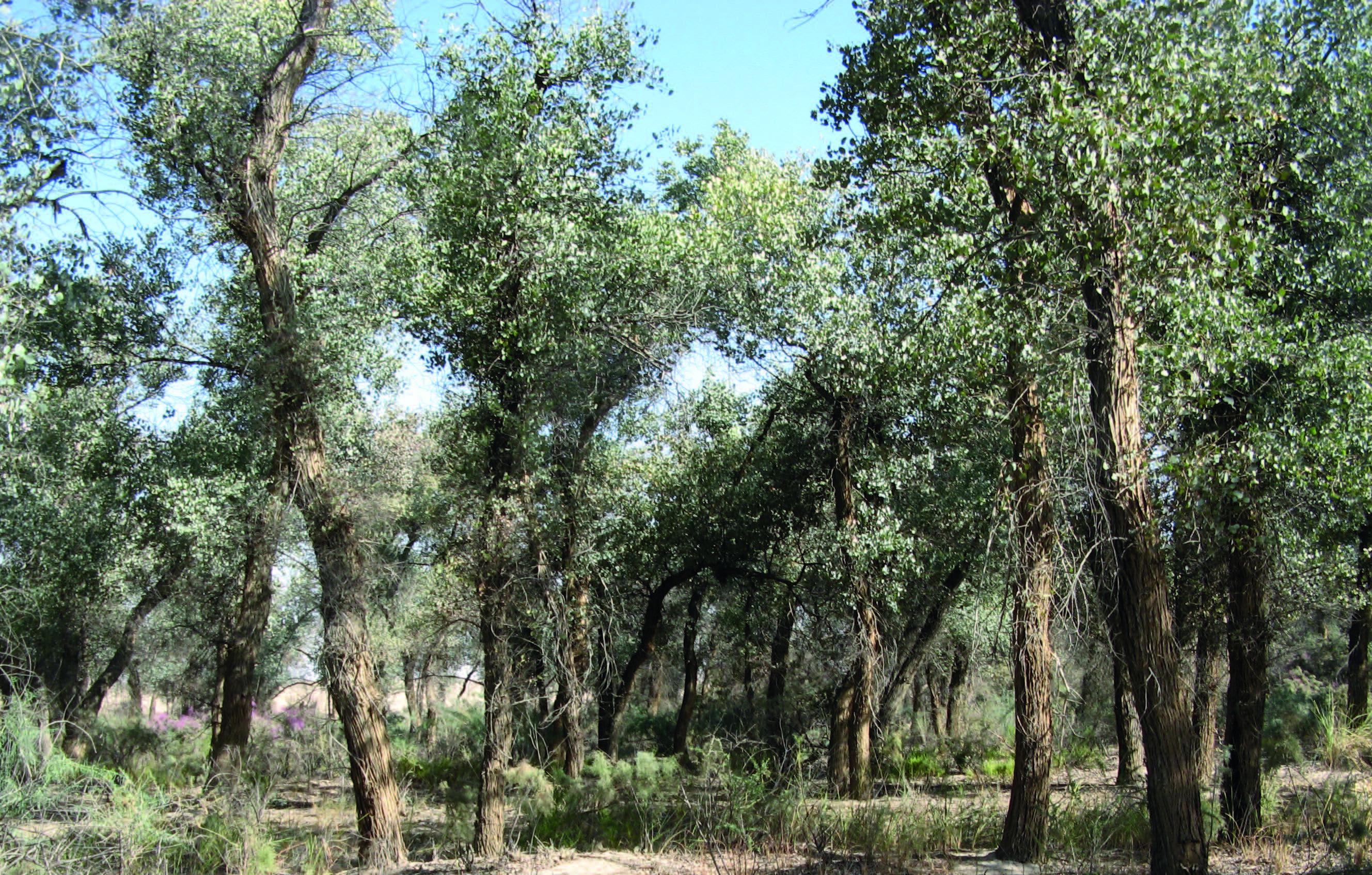 Asiatic poplar licorice tugay – © A. Butorin