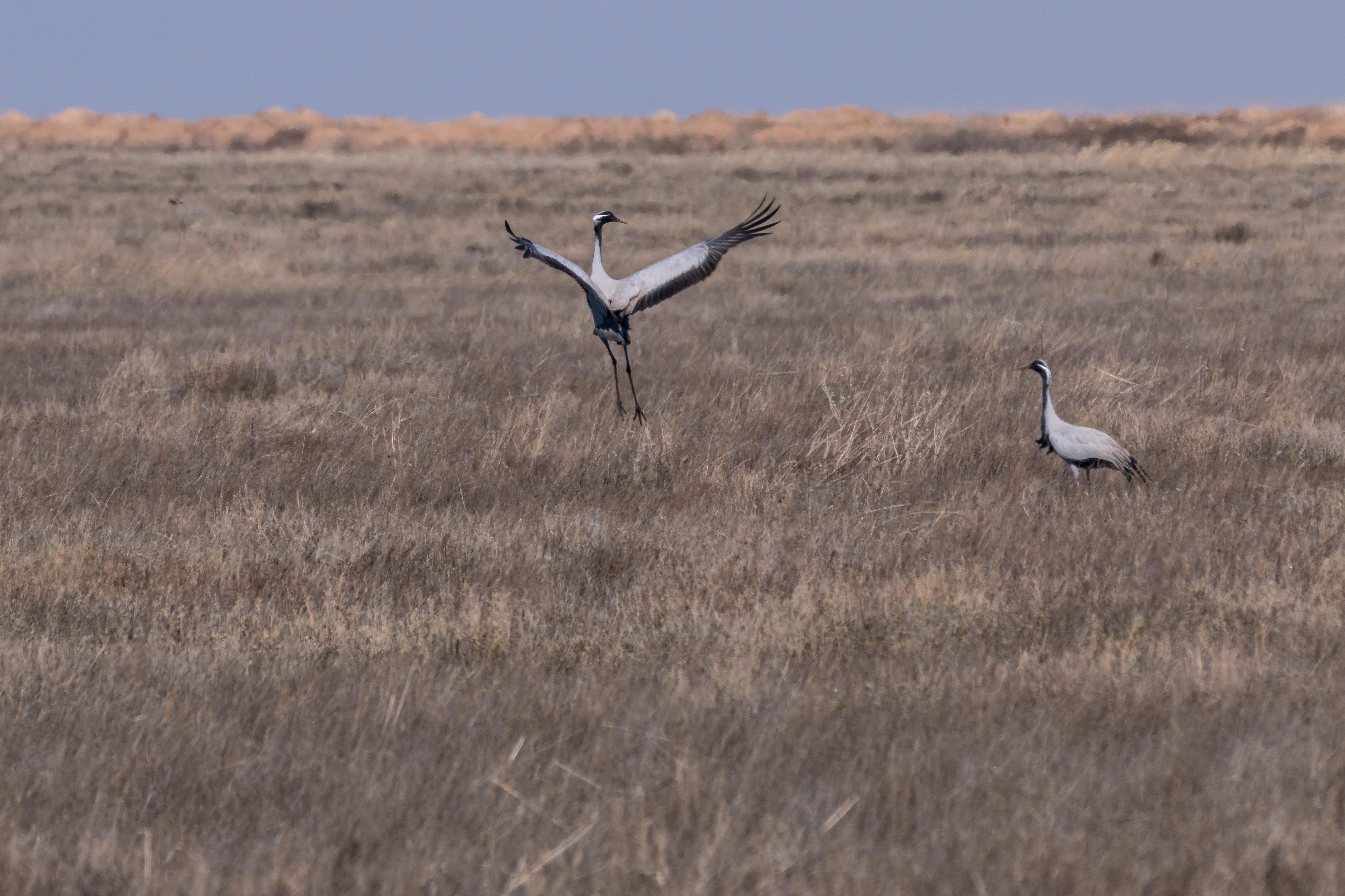 Crane taking flight in Saryarka
