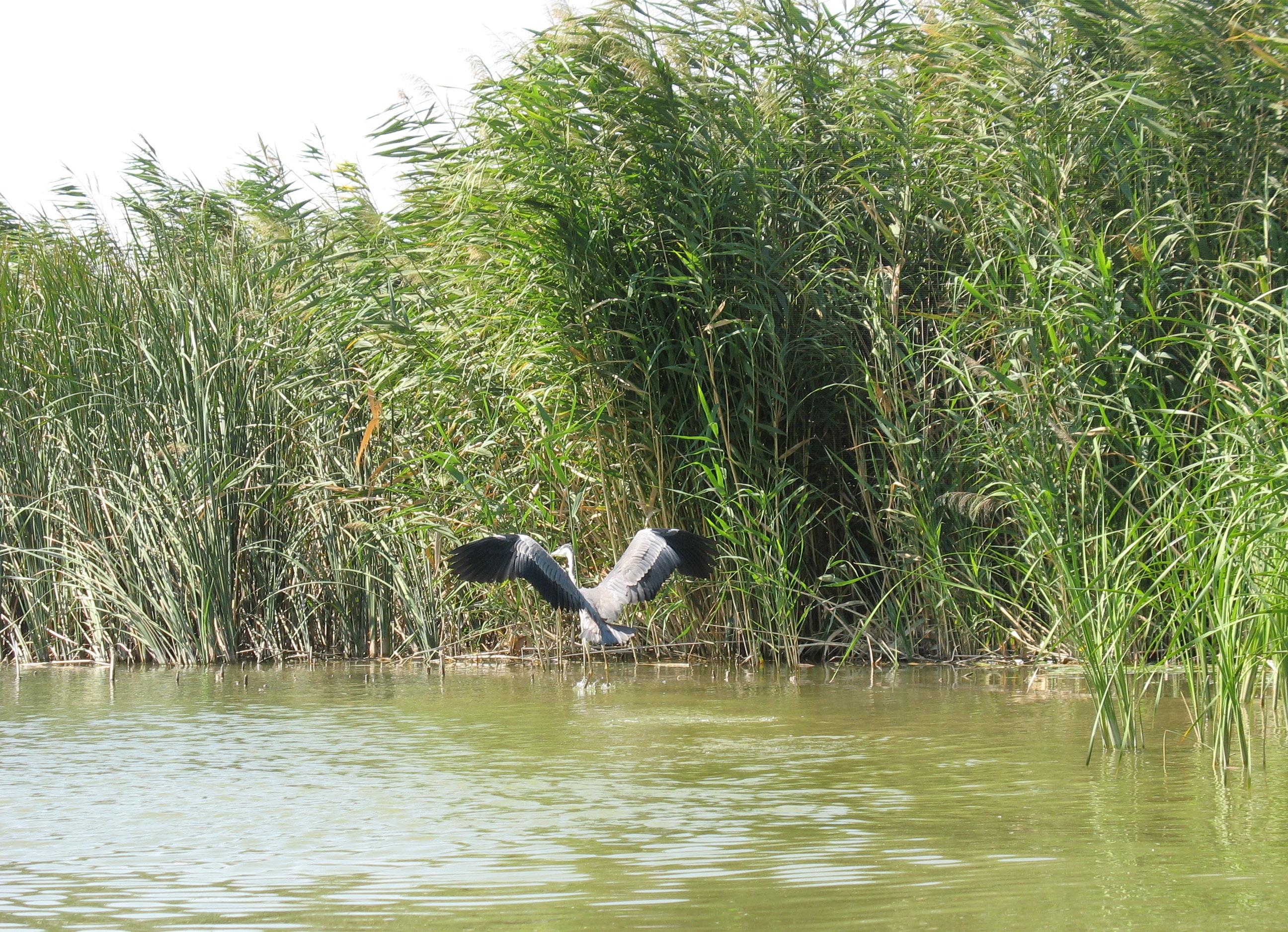 Birdlife in the delta component of Barsakelmes – © L. Dimeyeva