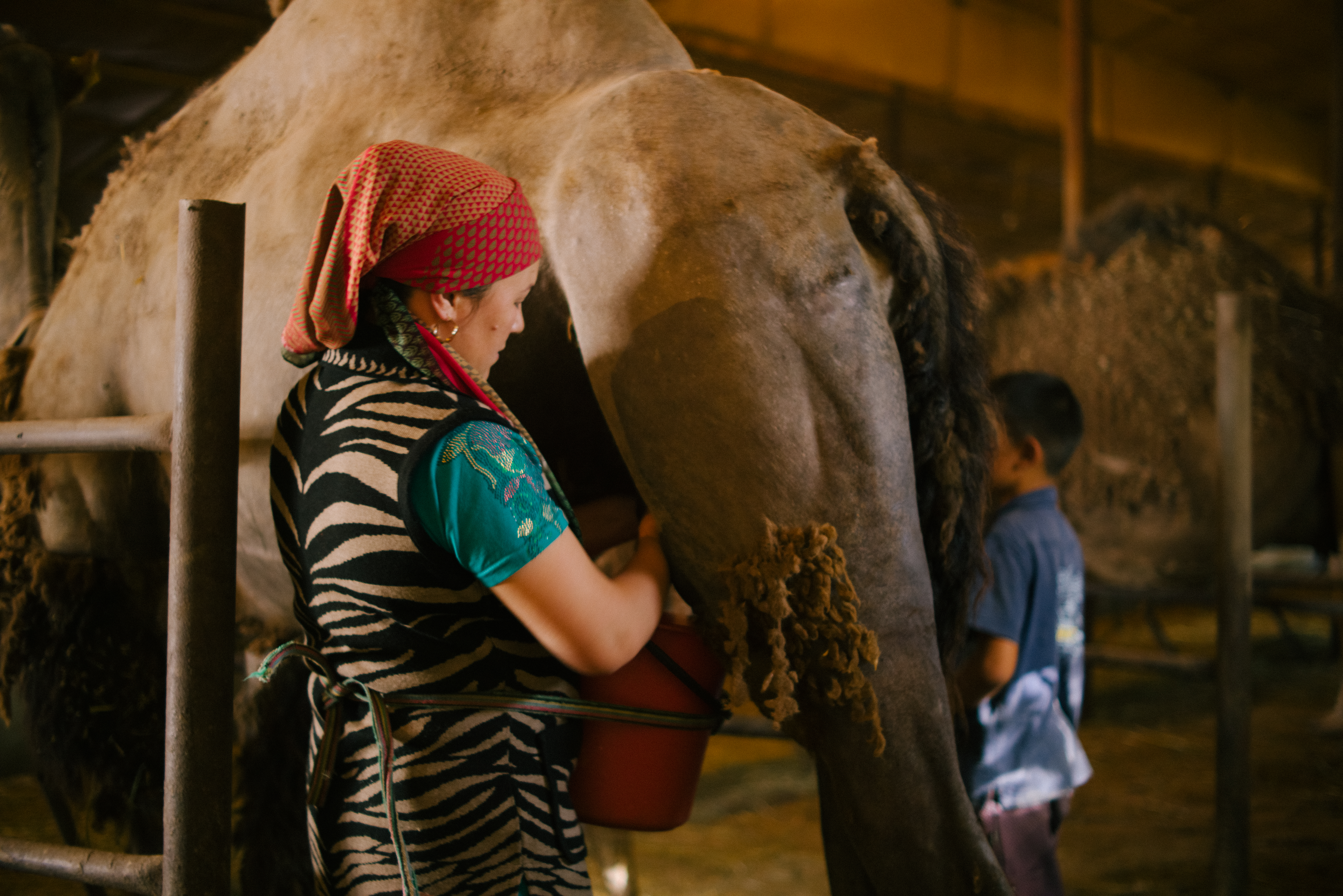 Kazakh woman milking a dromedary – © UNESCO