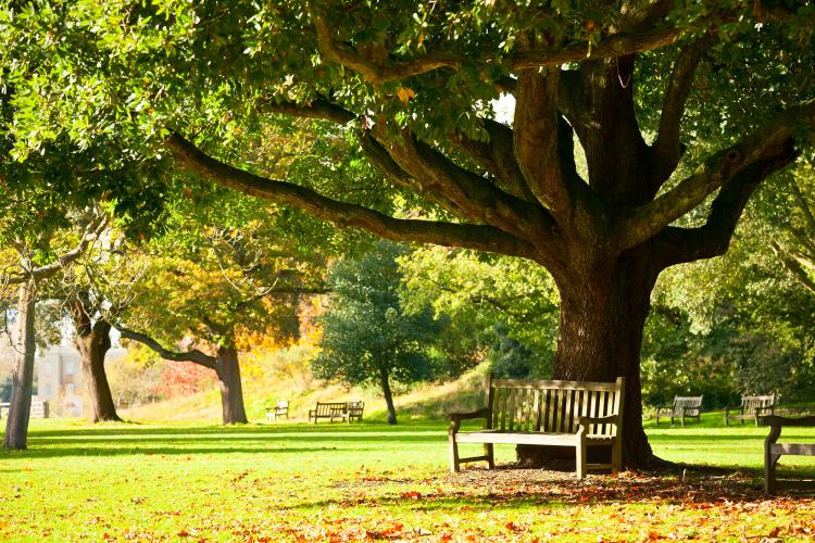 在皇家植物园树荫下的一个长椅落座，尽情放松。 – © Dmitry Naumov  / Shutterstock.com