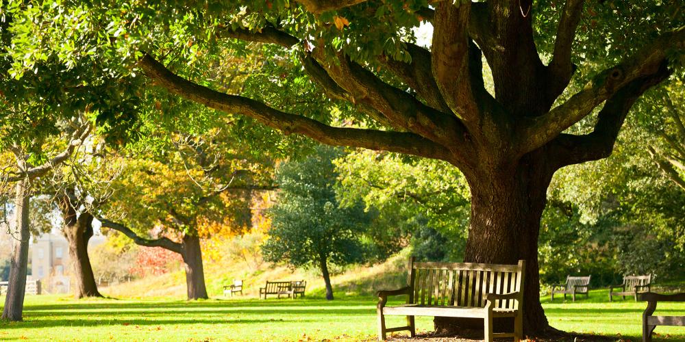 Profitez de l'occasion pour vous détendre en vous asseyant sur un banc sous un arbre dans les Jardins botaniques royaux. – © Dmitry Naumov  / Shutterstock