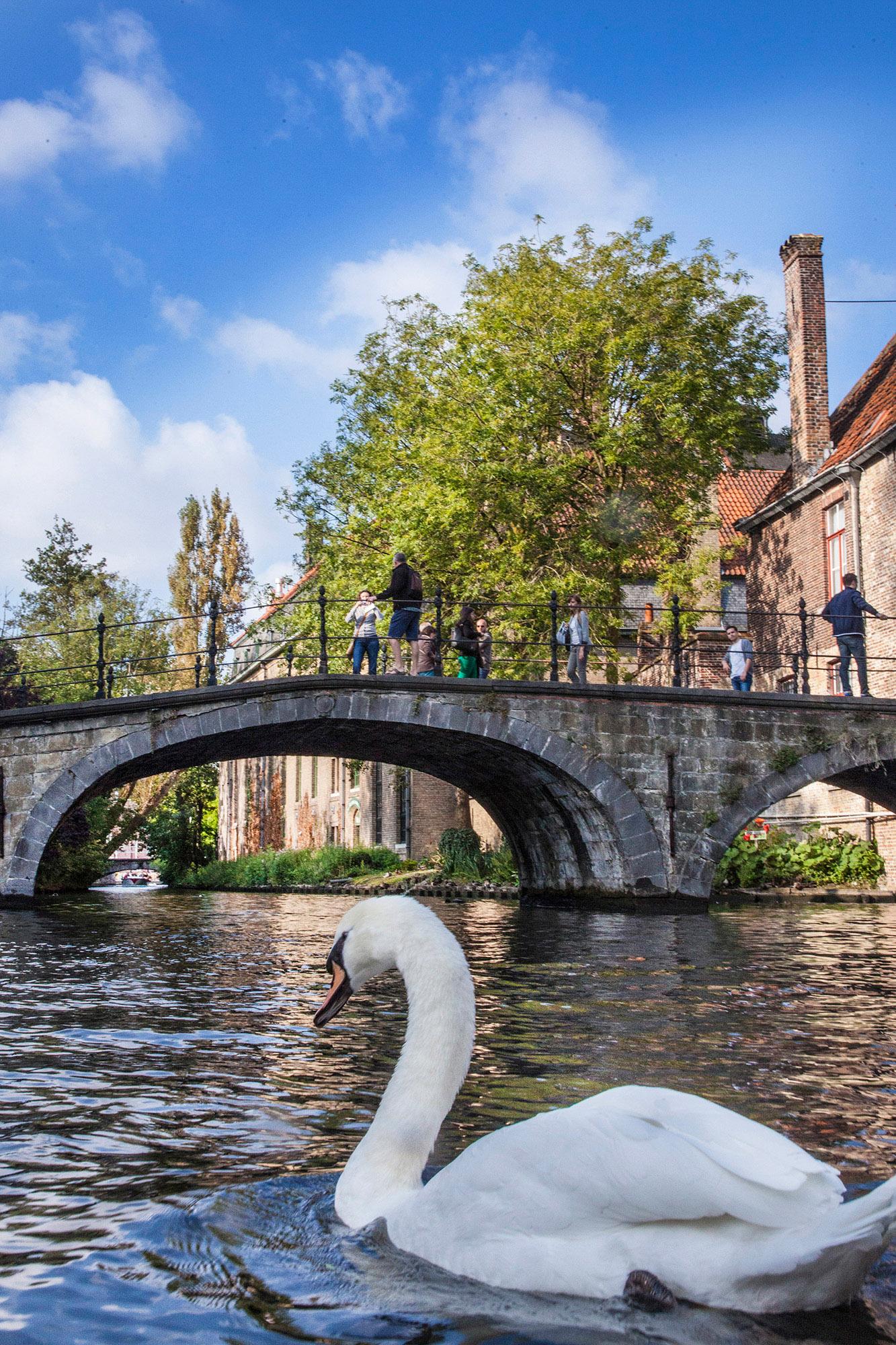 Swan on the bruges canals. – © Jan D. Hondt / Visit Bruges