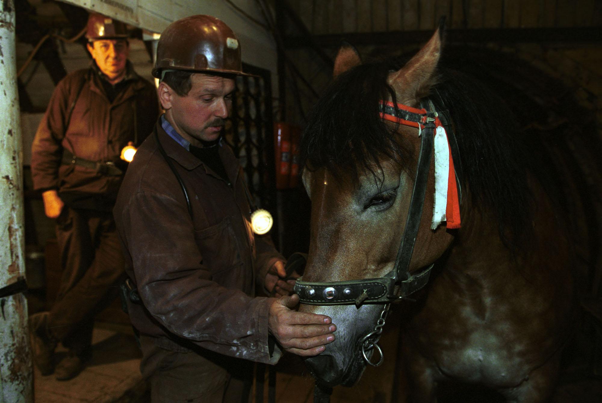 Dans la mine de sel de Wieliczka, les chevaux aidaient encore les mineurs à travailler à la fin du XXe siècle. Le dernier cheval, Baśka, a quitté la mine cérémonieusement en 2002. – © Rafał Stachurski
