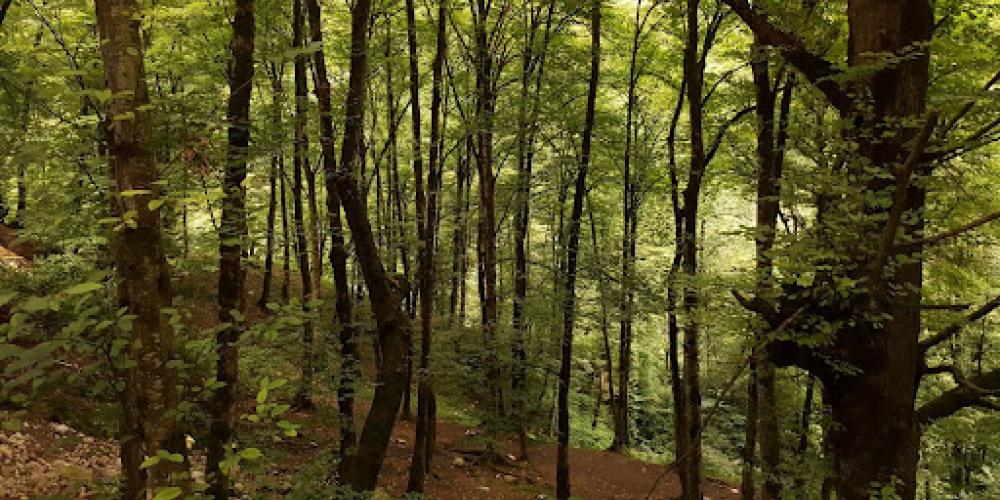 Trees native to the Hyrcanian forest – © Mohammad Yamini / Shutterstock Trees native to the Hyrcanian forest – © Mohammad Yamini / Shutterstock