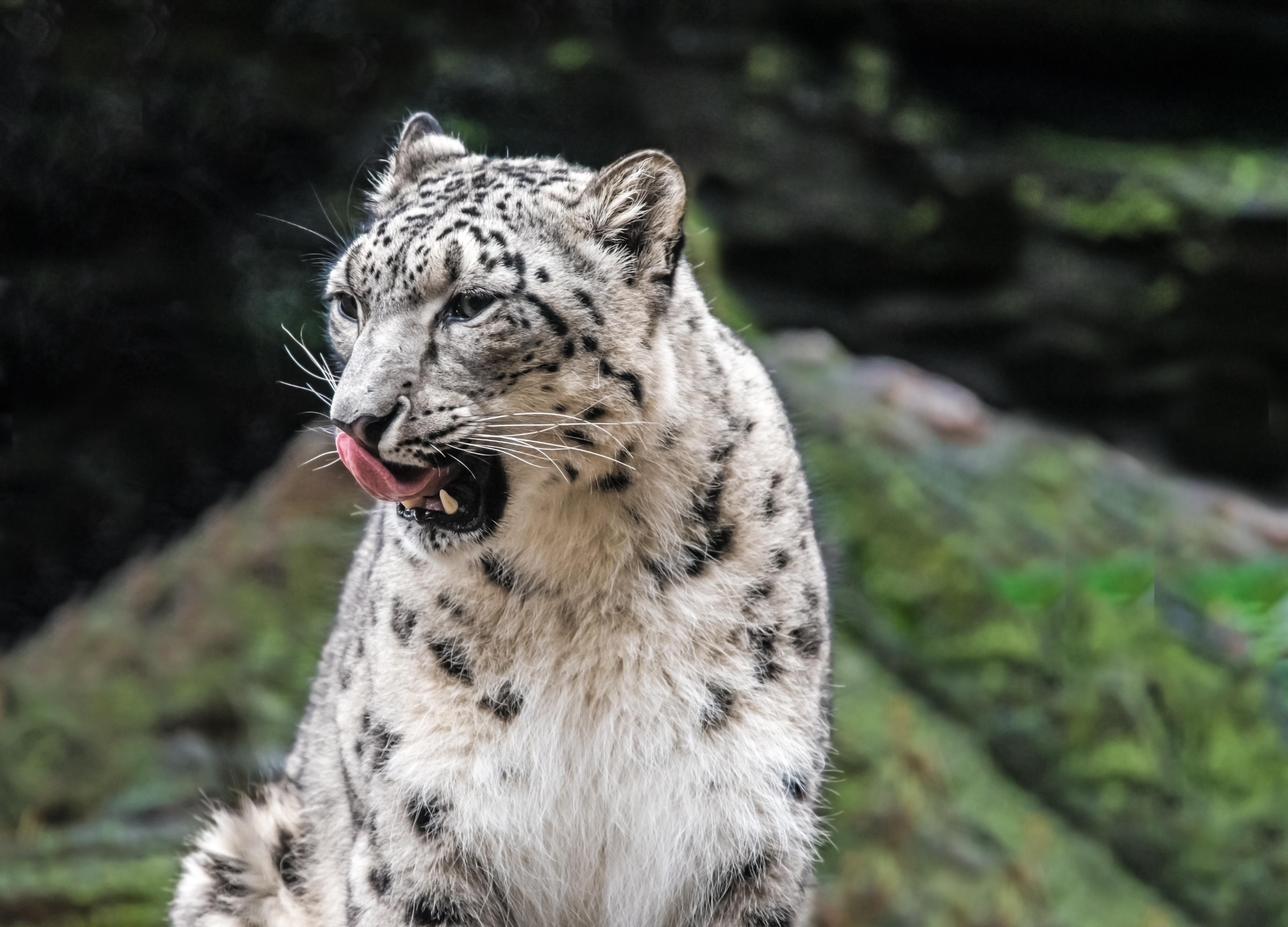Snow leopard in Kazakhstan
