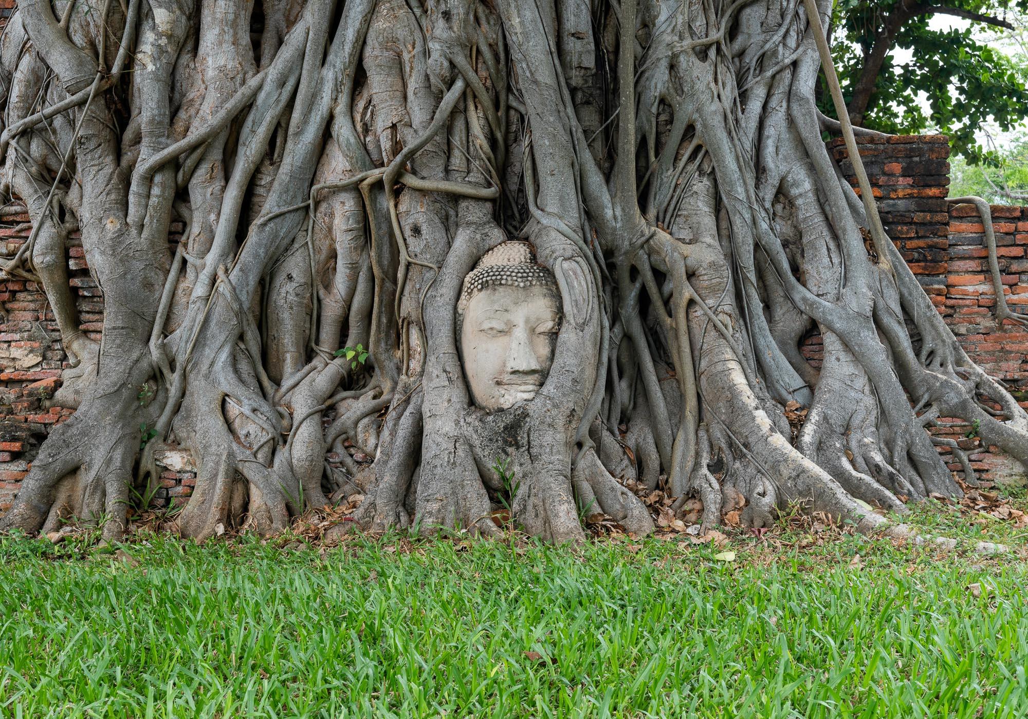 The head of a Buddha statue surrounded by the roots of a tree is one of Ayutthaya's most iconic images. – © Michael Turtle