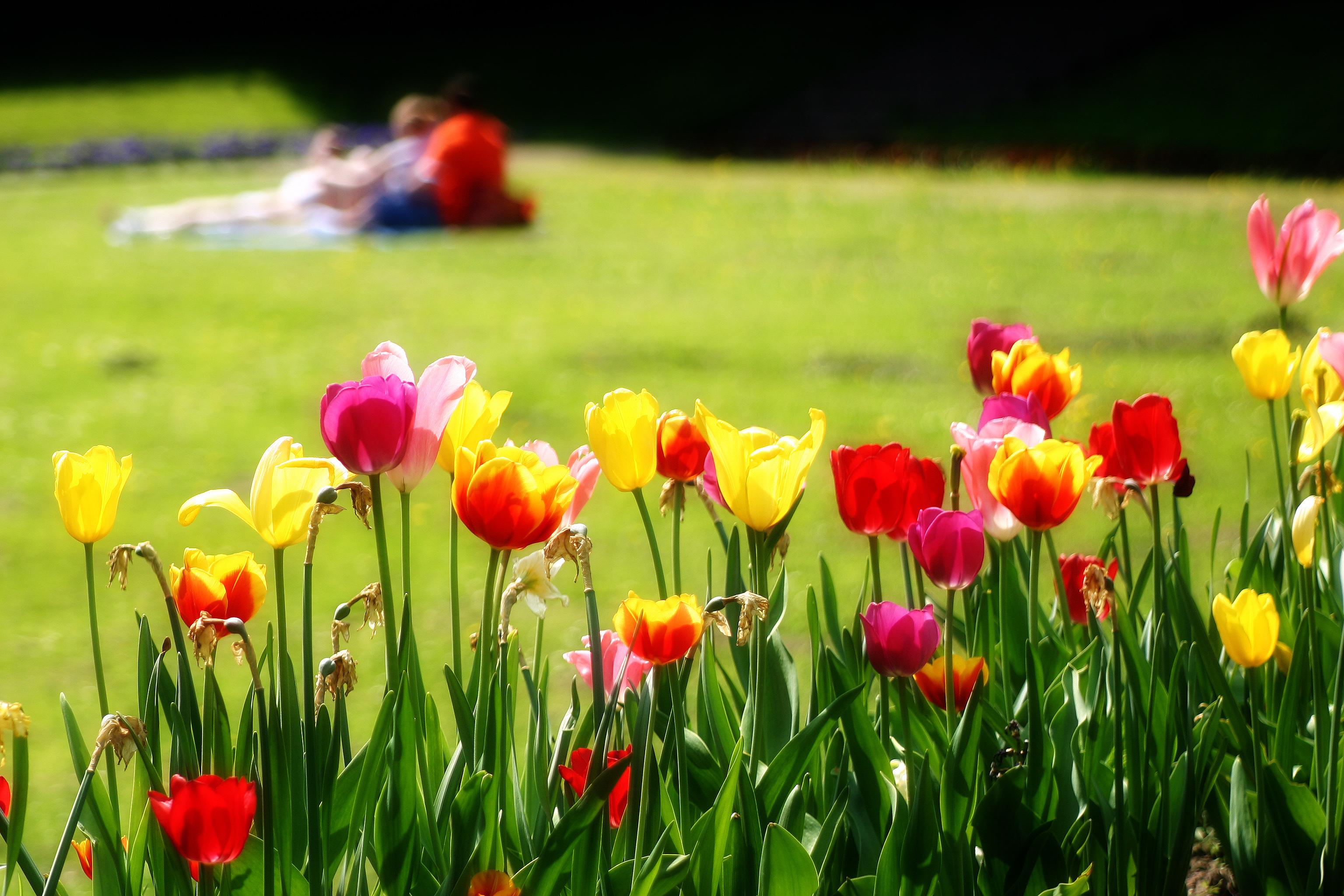 A tulip picnic / Photo by: https://www.shutterstock.com/g/vladiwelt
