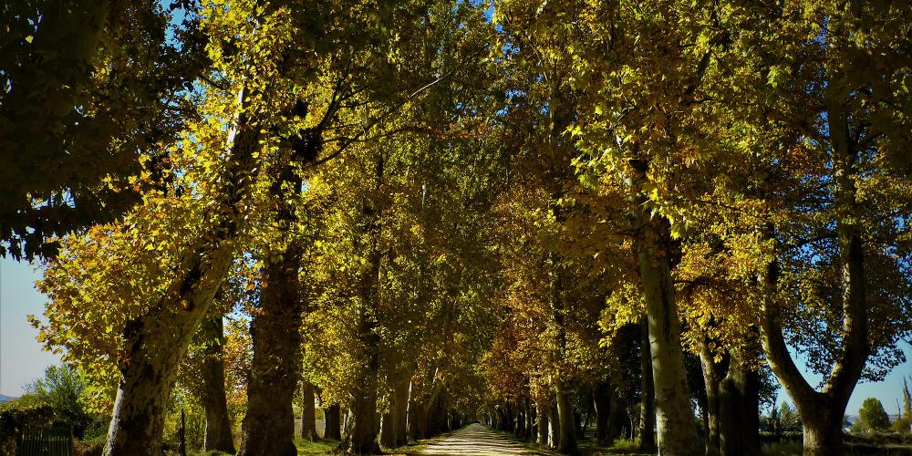 A historic road lined with plane trees on the outskirts of Aranjuez. – © Joaquín Álvarez A historic road lined with plane trees on the outskirts of Aranjuez. – © Joaquín Álvarez