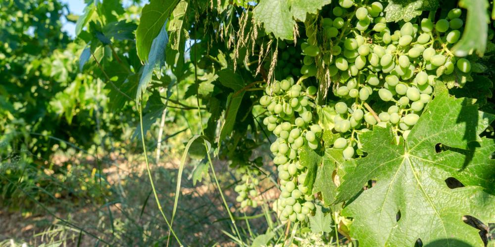 Pour les amoureux du vin, un cépage de blanc à essayer est le Xynisteri, une variété de raisin locale. – © Michael Turtle