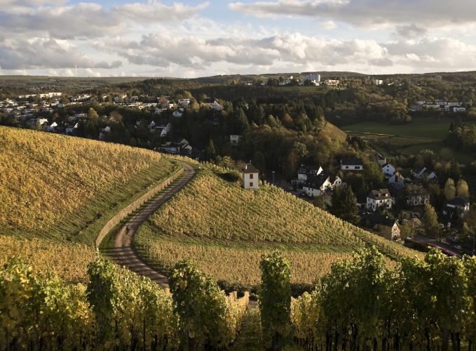 You can visit many of the numerous wineries along the Mosel or in the Trier suburb Olewig. – © Trier Tourismus und Marketing GmbH