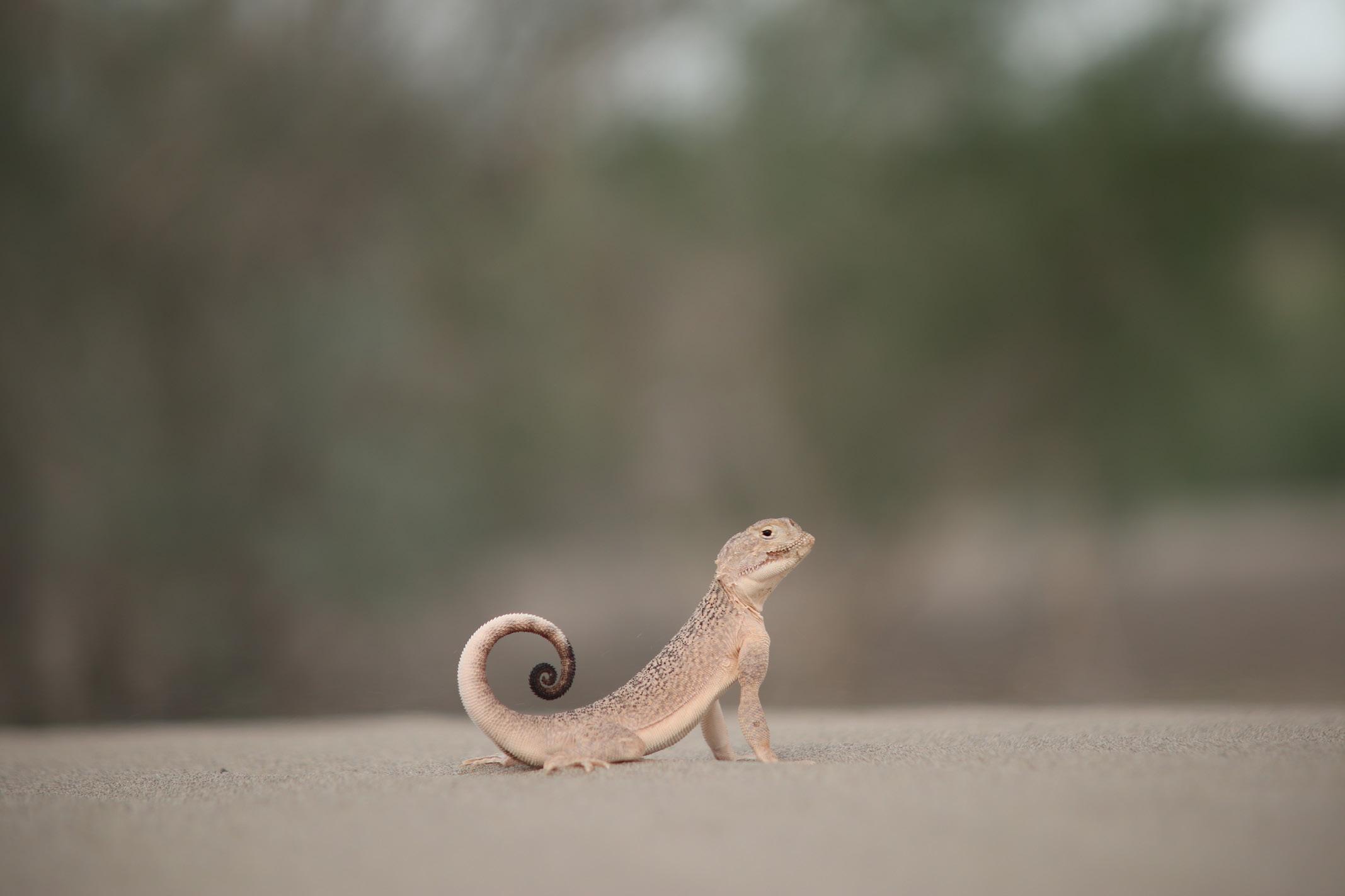 A secret toadhead agama in Repetek – © J. Wunderlich