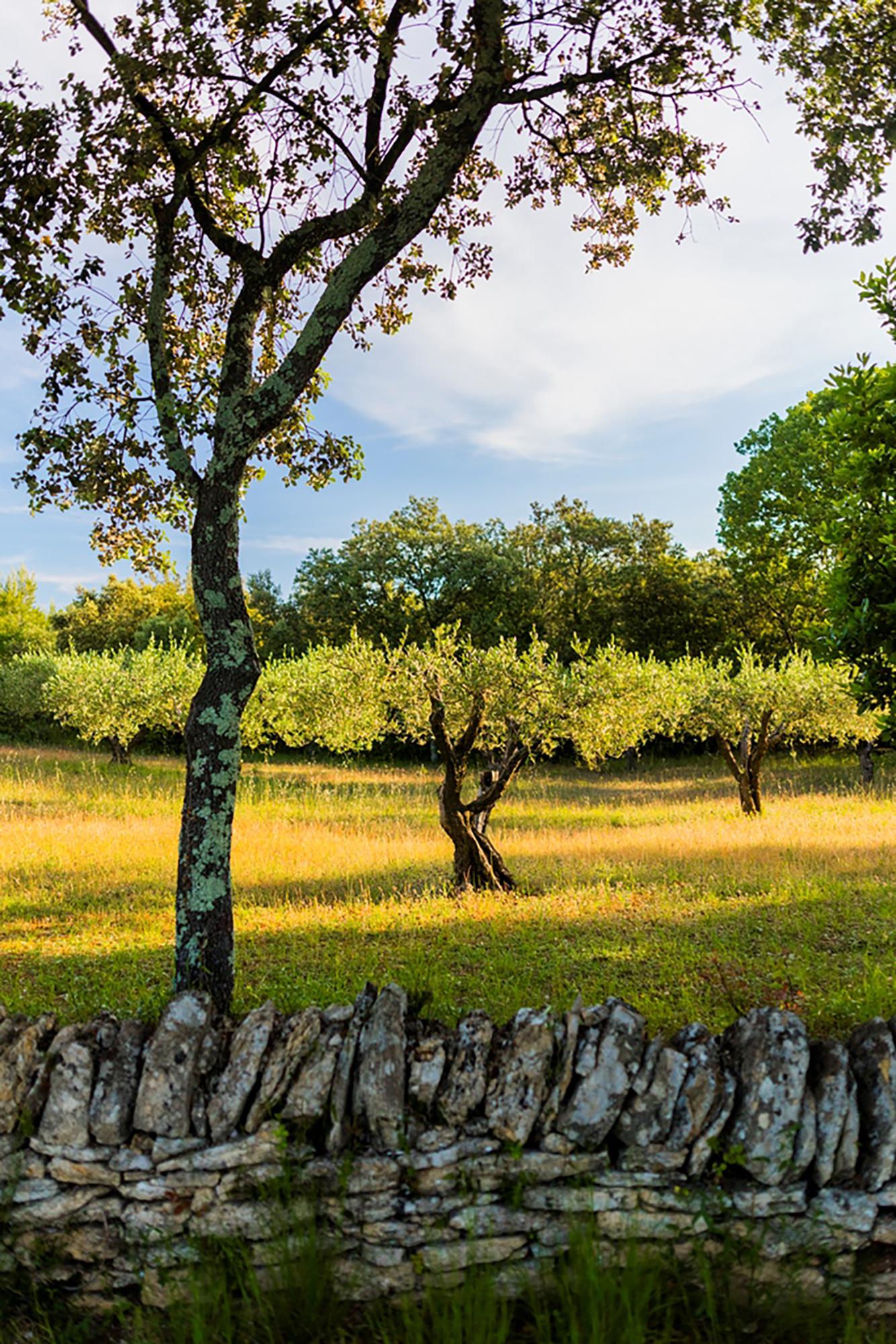 Oliviers de l'exposition en plein-air « Mémoires de garrigue » sur le sentier balisé entouré de murs en pierres, parcourant des hectares de vignes, d'oliviers, de champs de blé et de chênes. - © Aurelio Rodriguez