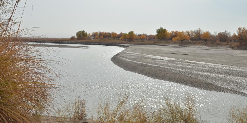 The landscapes become a stunning display of yellow when autumn arrives © Makset Khabibullaev The landscapes become a stunning display of yellow when autumn arrives © Makset Khabibullaev