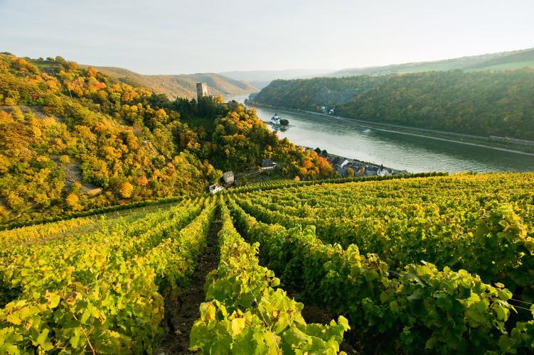 La ville de Kaub a été rendue célèbre par le général prussien Blücher. En 1814, il fit traverser son armée de 60 000 hommes et 20 000 chevaux de l'autre côté du Rhin pour chasser Napoléon d'Allemagne. Le monument Blücher commémore cet événement. En photo : vignobles à Kaub am Rhein. – © Dominique Ketz / Romantischer Rhein Tourismus GmbH