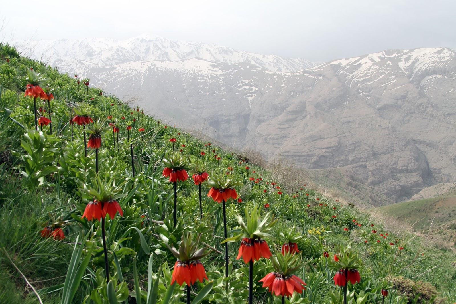 Crown imperials blooming in the mountains © Valery Shanin / Shutterstock