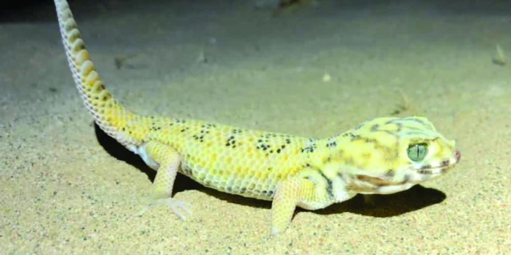 The common wonder gecko, which is native to arid parts of Asia – © A. Bragin