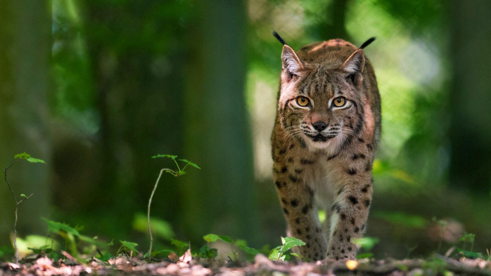 猞猁：野生动物公园是众多欧洲野生动物的家。野猪、赤鹿、狼、熊和猞猁等动物生活在自然环境中。– © Domaines des grottes de Han