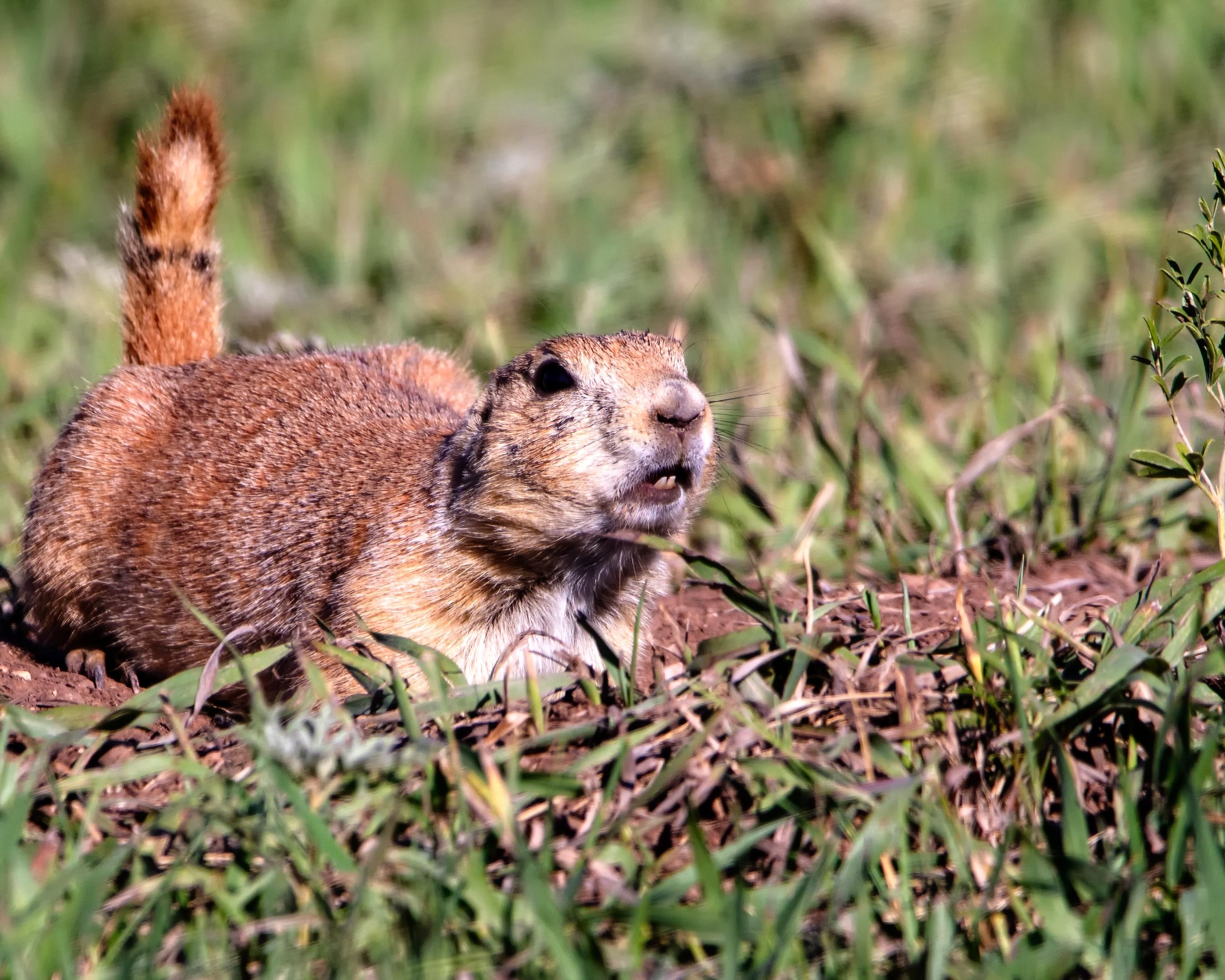 © David M Schibel / Shutterstock