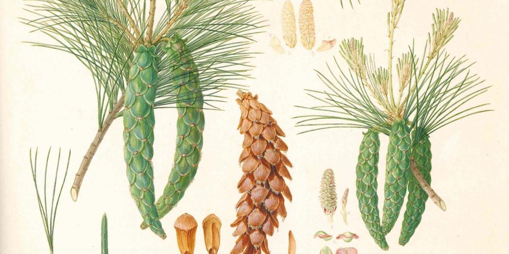 Pinus strobus, Weymouth pine or white pine, original drawing by Ferdinand Bauer of material grown at Kew, England, with details from herbarium specimens, 1803. – © David J Mabberley - Painting by numbers Pinus strobus, Weymouth pine or white pine, original drawing by Ferdinand Bauer of material grown at Kew, England, with details from herbarium specimens, 1803. – © David J Mabberley - Painting by numbers