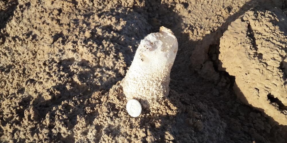 Salt sediment in Lut Desert. – © Mehran Maghsoudi Salt sediment in Lut Desert. – © Mehran Maghsoudi