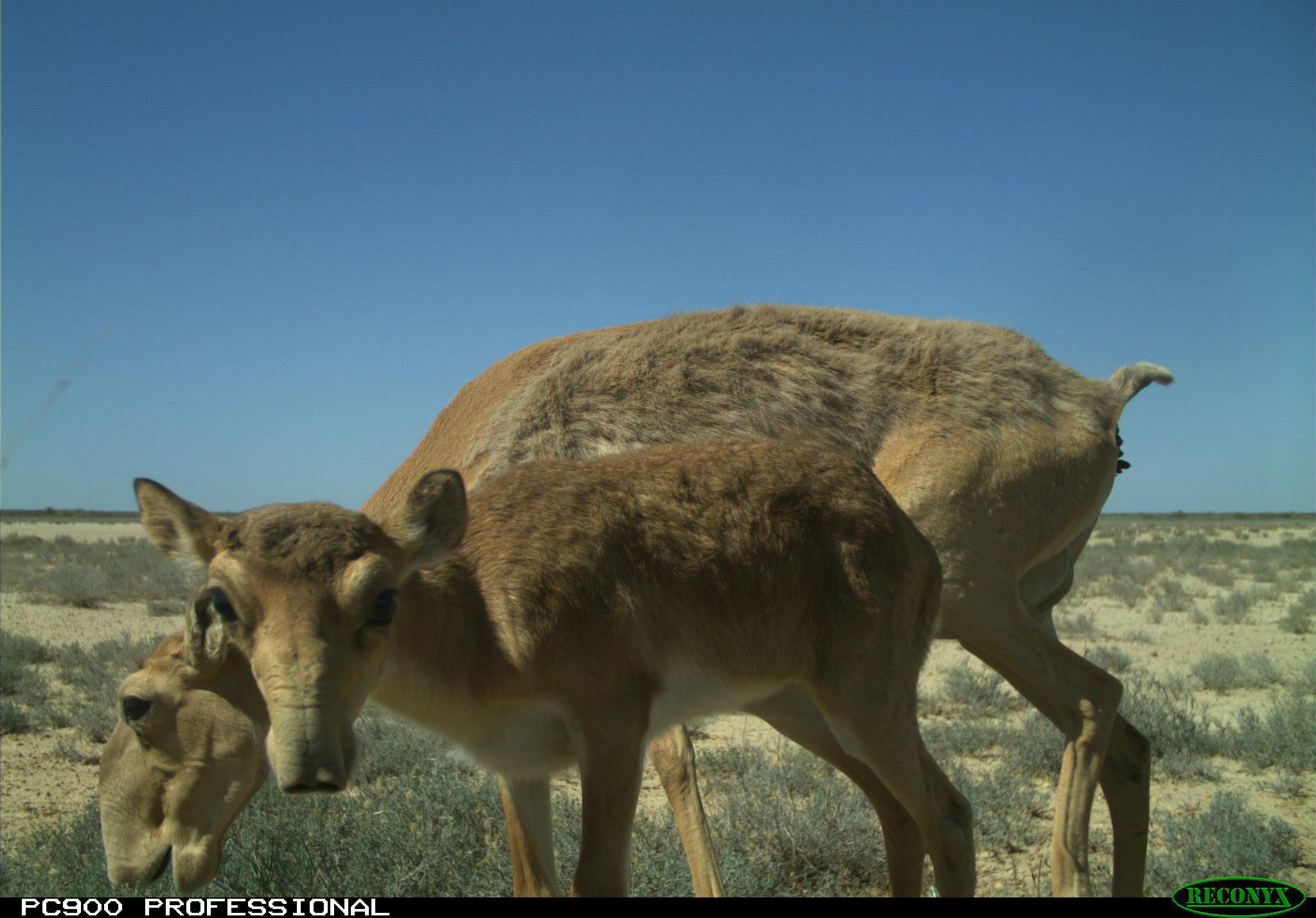 Female saiga antelope with calf, in a picture taken with camera trap in 2021