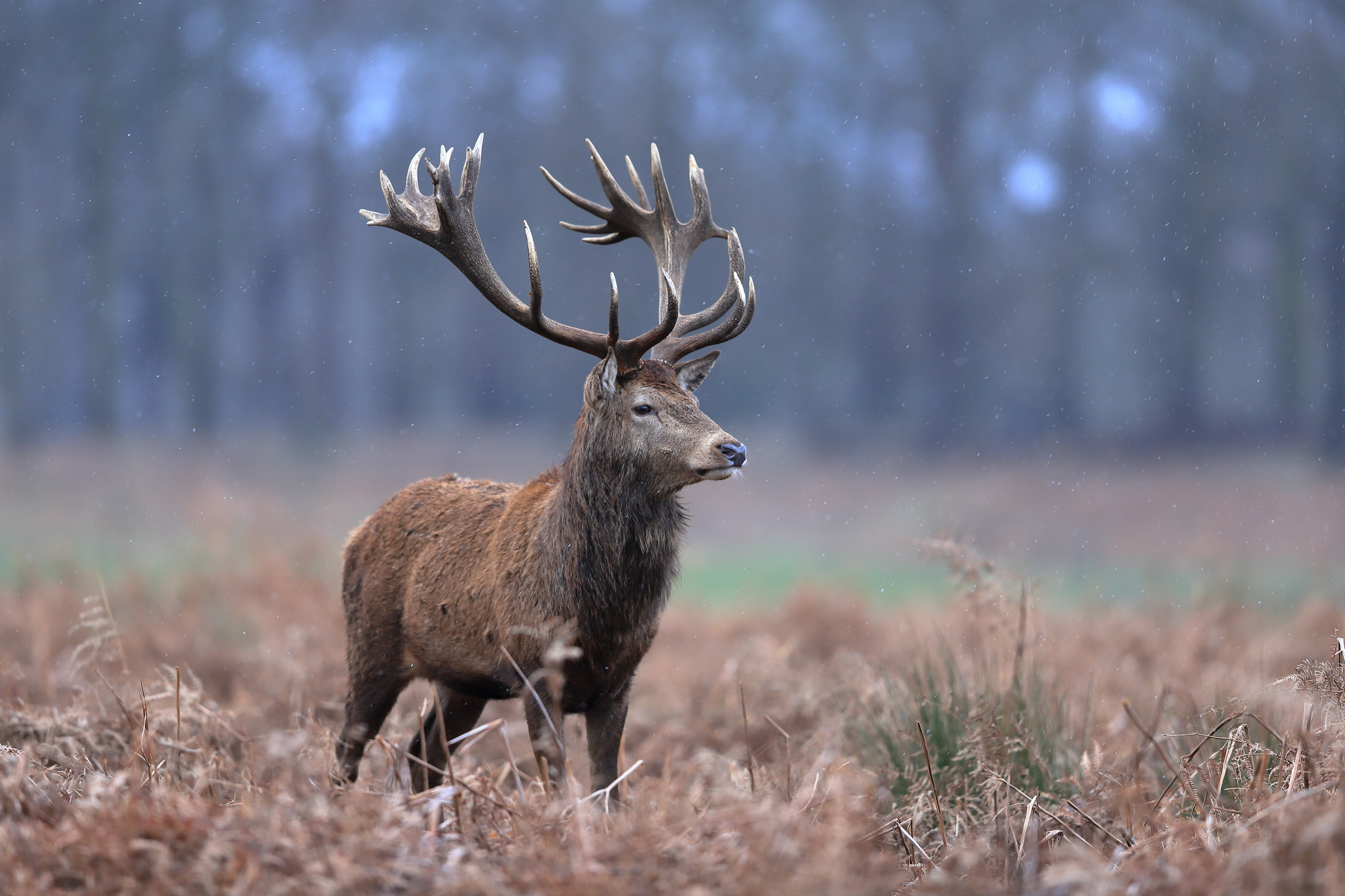 A red deer, prey of the Persian leopard ©  Edwin Godinho / Shutterstock