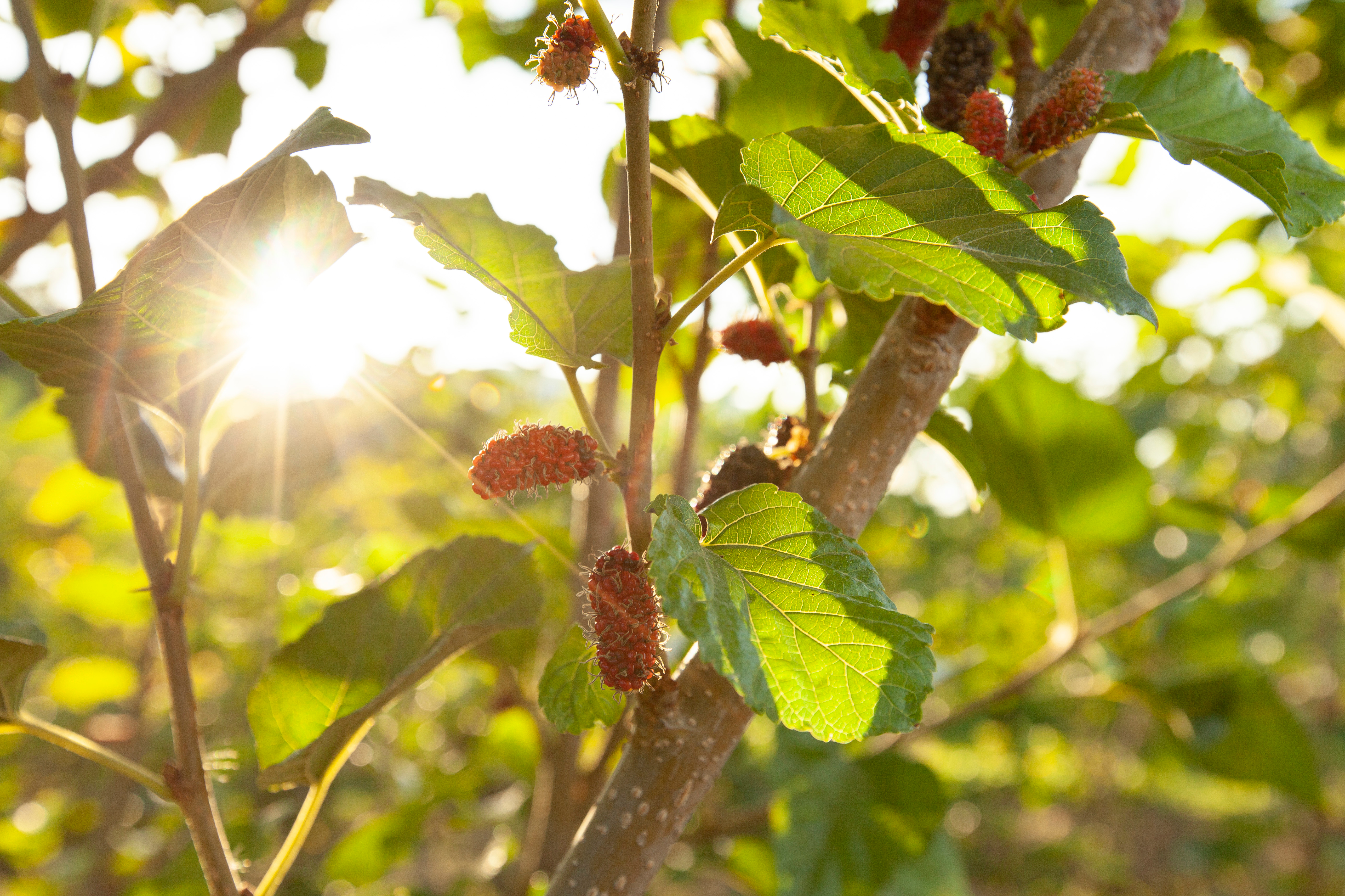 Flowering fruit of the mulberry tree © pornpawit / Shutterstock