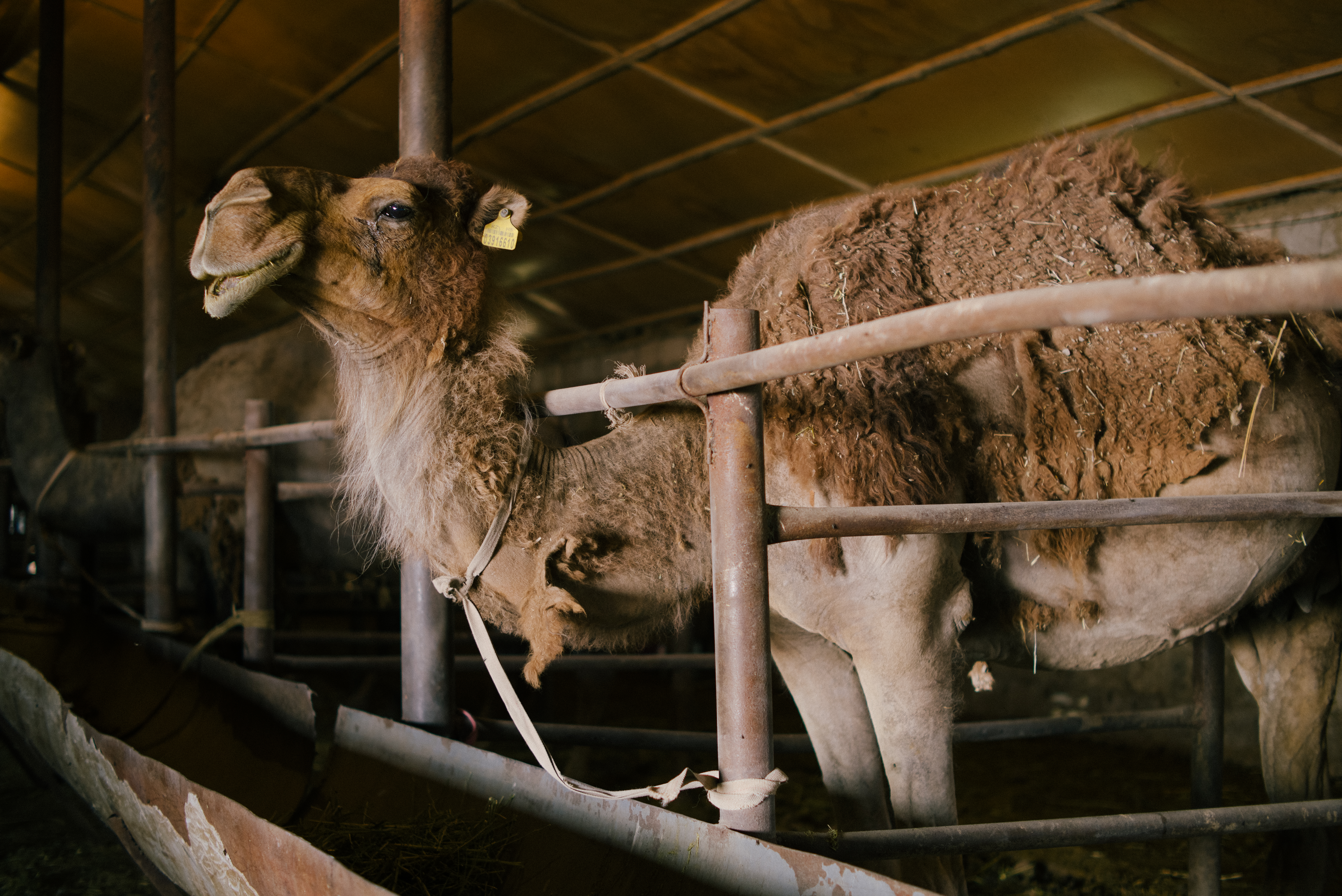 Kazakh dromedar resting in a barn – © UNESCO