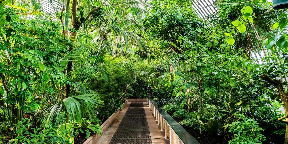 Palm trees in the Palm house. – © Kiev.Victor / Shutterstock