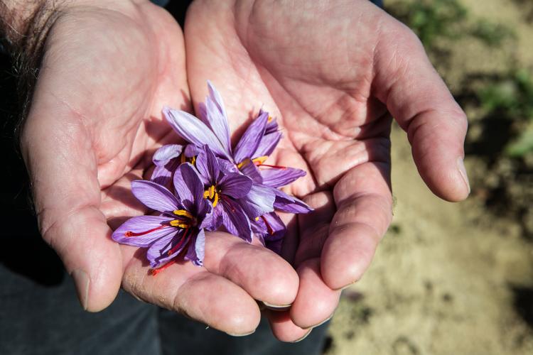 Saffron is just one of the many plants that grows in this notoriously fertile region. Over the centuries, it has played an important role in the local economy. – © Francesca Pagliai
