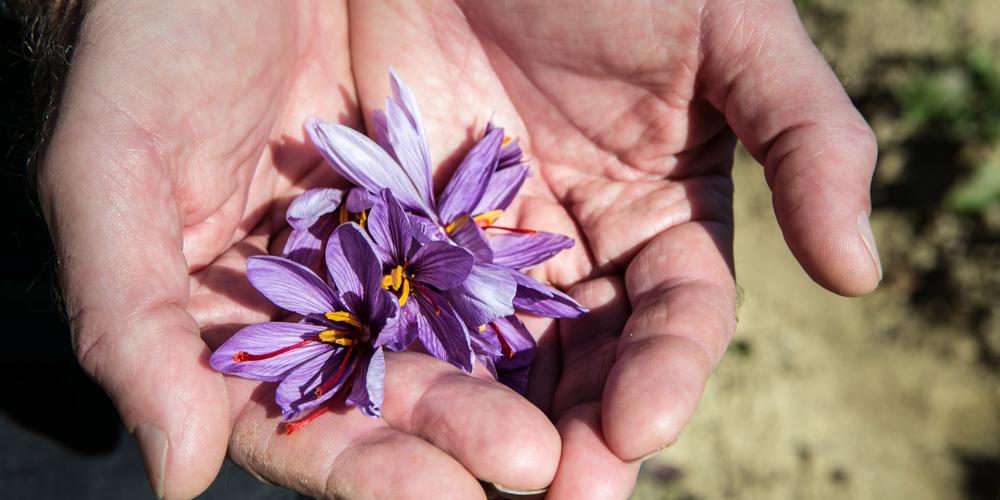 Saffron is just one of the many plants that grows in this notoriously fertile region. Over the centuries, it has played an important role in the local economy. – © Francesca Pagliai Saffron is just one of the many plants that grows in this notoriously fertile region. Over the centuries, it has played an important role in the local economy. – © Francesca Pagliai