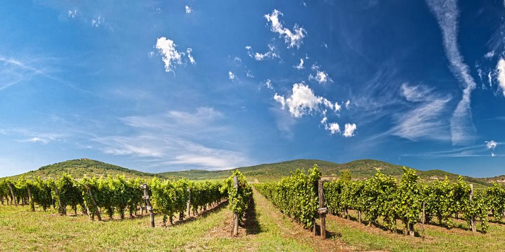 The Tokaj Region provides a perfect balance of beautiful panoramas and vineyard discovery. – © vitalez / Shutterstock