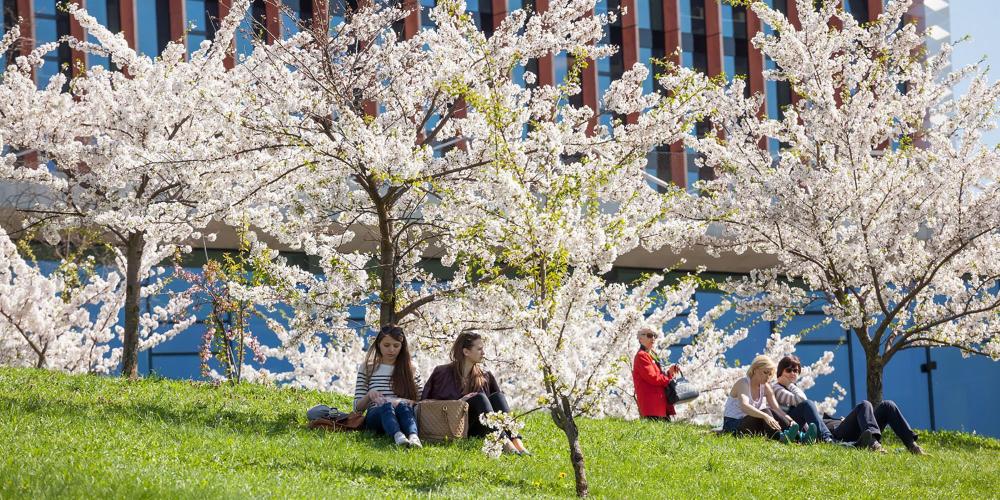 De magnifiques cerisiers sakura rappellent aux habitants de Vilnius la relation spéciale qui unit la Lituanie et le Japon. – © Saulius Ziura / www.govilnius.lt De magnifiques cerisiers sakura rappellent aux habitants de Vilnius la relation spéciale qui unit la Lituanie et le Japon. – © Saulius Ziura / www.govilnius.lt