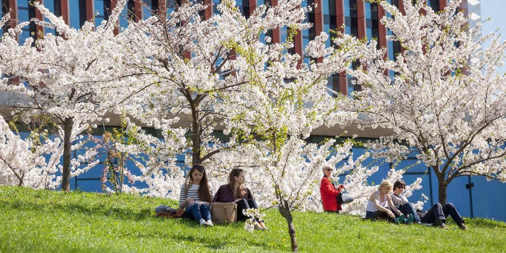 Beautiful sakura trees remind Vilnius residents of the special relationship between Lithuania and Japan. – © Saulius Ziura / www.govilnius.lt