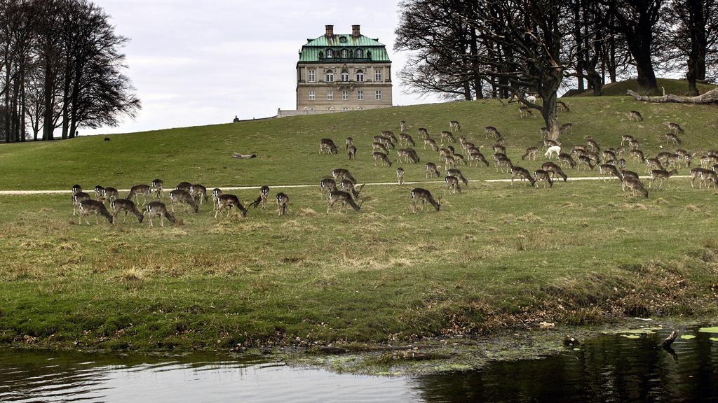 Le Parc à cerfs de Jægersborg avec des chevreuils broutant —certains sont des descendants directs des 12 chevreuils rouge blanc offerts par le Compte Auguste de Sachsen en 1773. – © VisitNordsjaelland