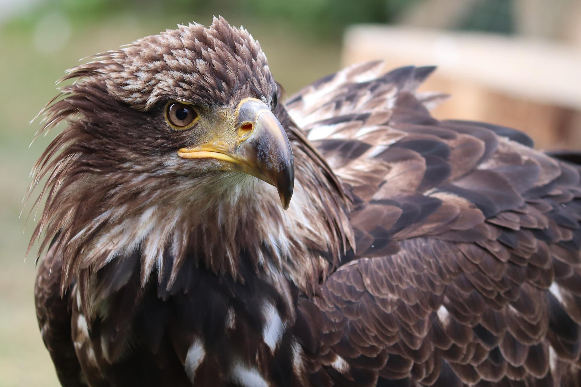 Look closely and you can see the intricate feather design of one of these eagles © manfredrichter / Pixabay