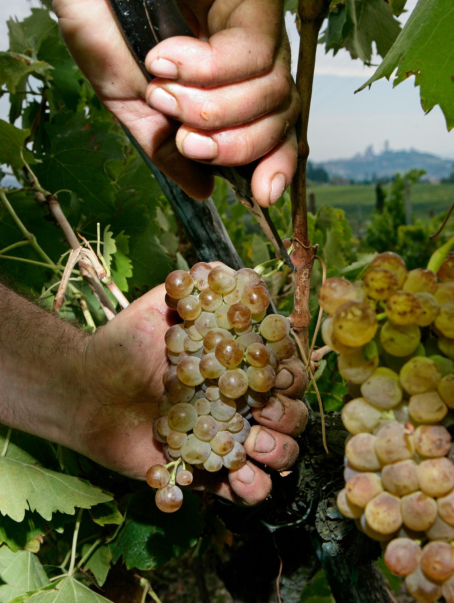 Vernaccia is a white wine grape that is found in many Italian wines, but it reveals its full glory in Vernaccia di San Gimignano - © Consorzio della Denominazione San Gimignano