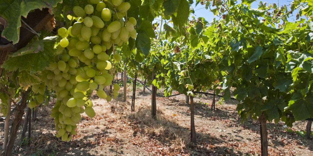 Vignobles à Némée – © Y. Skoulas / VisitGreece Vignobles à Némée – © Y. Skoulas / VisitGreece