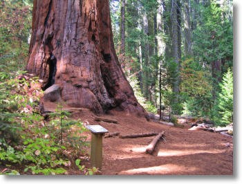 Nelder Grove - Giant Sequoias | Sierra Nevada Geotourism