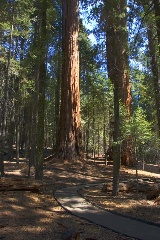 Trail of 100 outlet giants campground