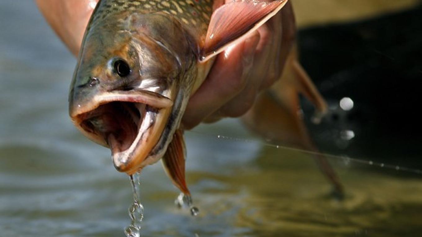 Opening Day Of Fishing Season In Mono County Sierra Nevada Geotourism Opening Day Fishing 2022 Ca Rivers