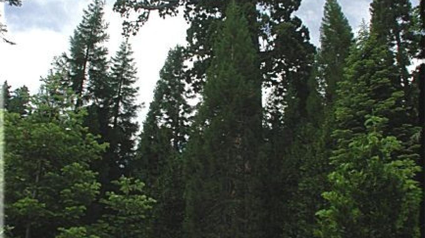Nelder Grove - Graveyard of the Giants, Hawksworth Tree and Granddad ...