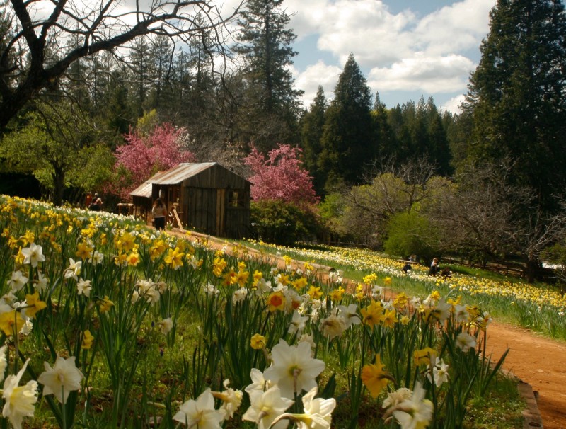 Daffodil Hill Sierra Nevada Geotourism