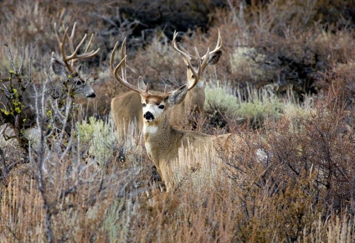 Sierra Valley, Sierra County, California 