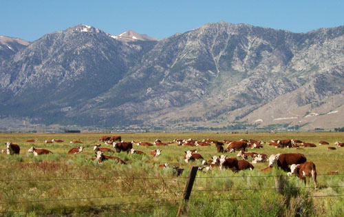 Eagles and Agriculture Sierra Nevada Geotourism