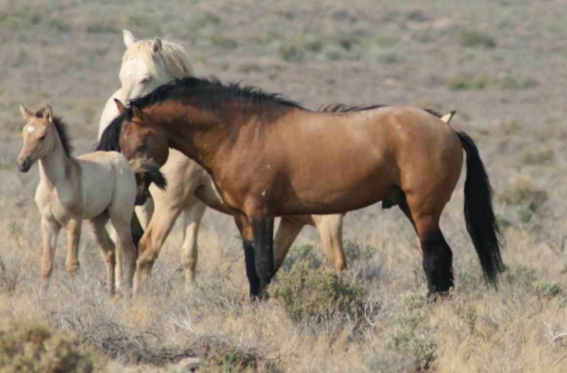 Carter Reservoir Wild Horse Herd Sierra Nevada Geotourism