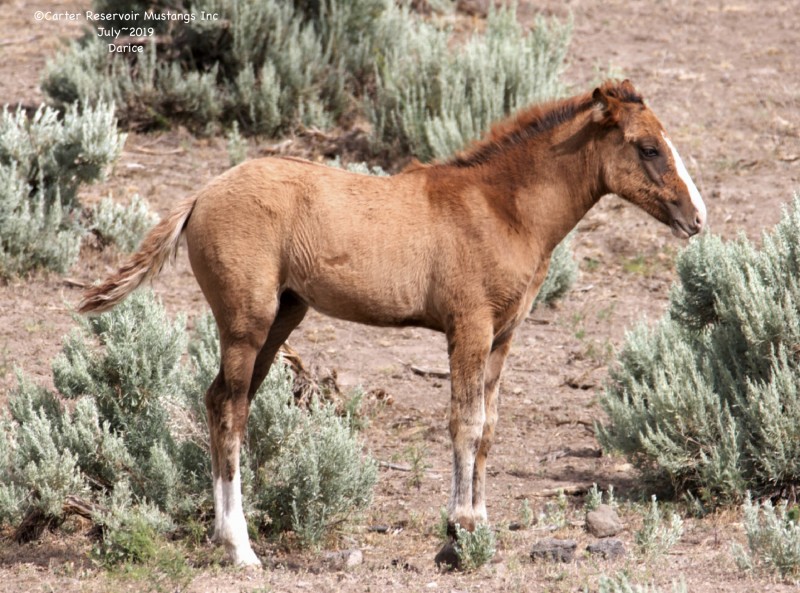Wild horse アシンメトリーカーデ Wild Horse Islands Autumn 2023 Limited Pumpkin Spice Latte Fjord