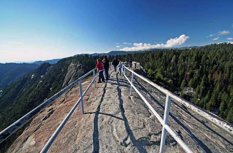 alta trail sequoia