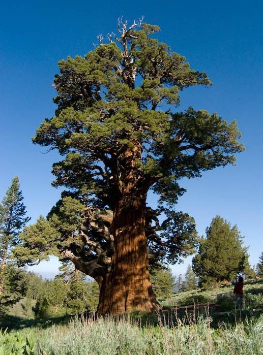 Bennett Juniper | Sierra Nevada Geotourism